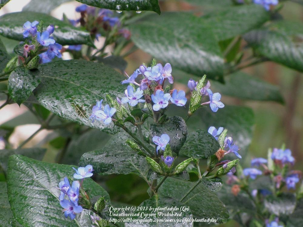 Photo of Blue Sage (Eranthemum pulchellum) uploaded by plantladylin