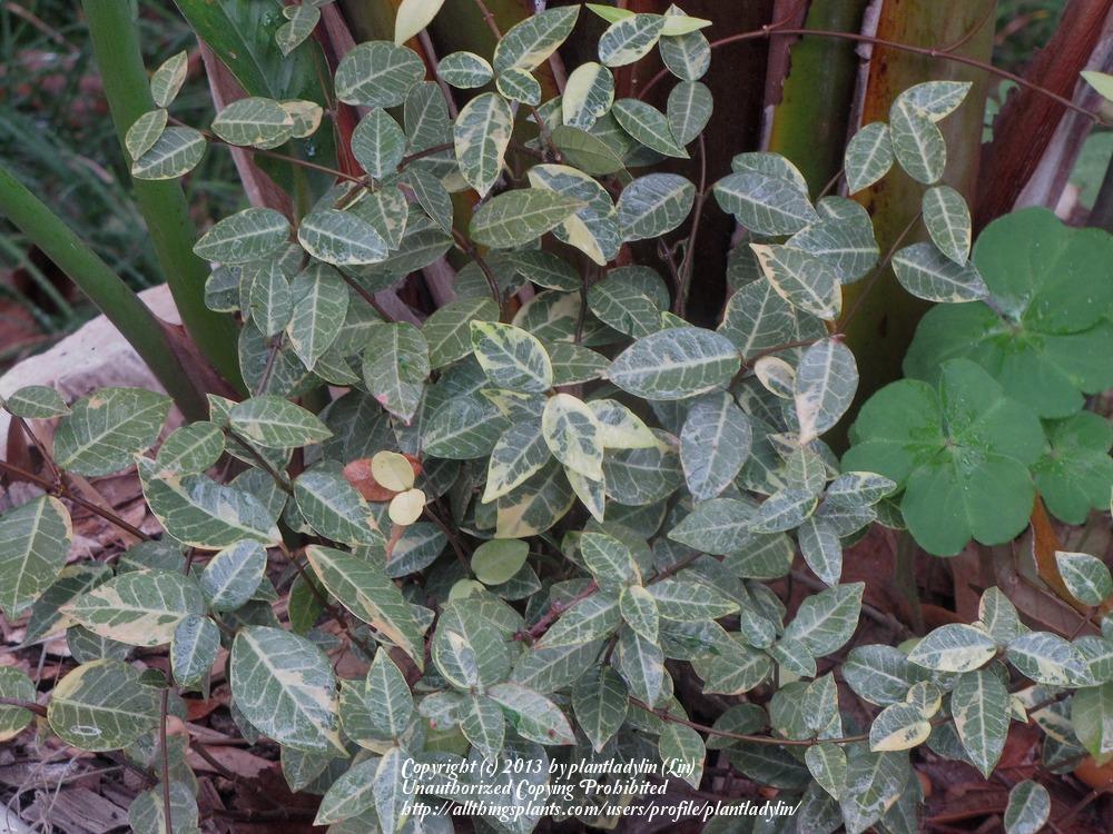 Photo of Asiatic Jasmine (Trachelospermum asiaticum) uploaded by plantladylin