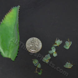 Location: Mackinaw, Illinois
Date: 2013-01-14
Plantlets that dropped from the leaf.  New plants can be easily s