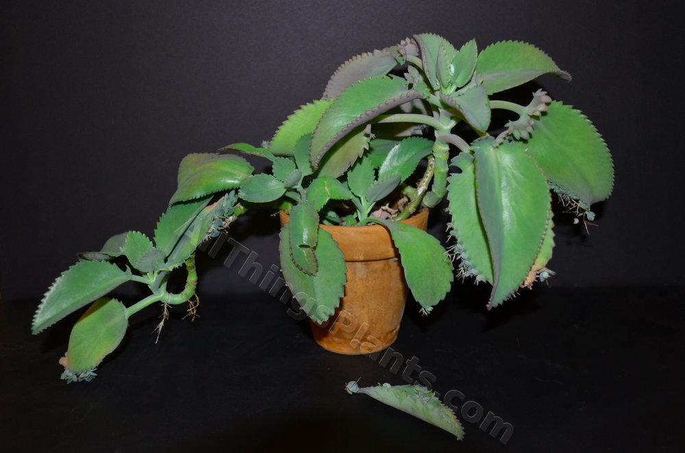 Photo of Mother of Thousands (Kalanchoe daigremontiana) uploaded by BookerC1