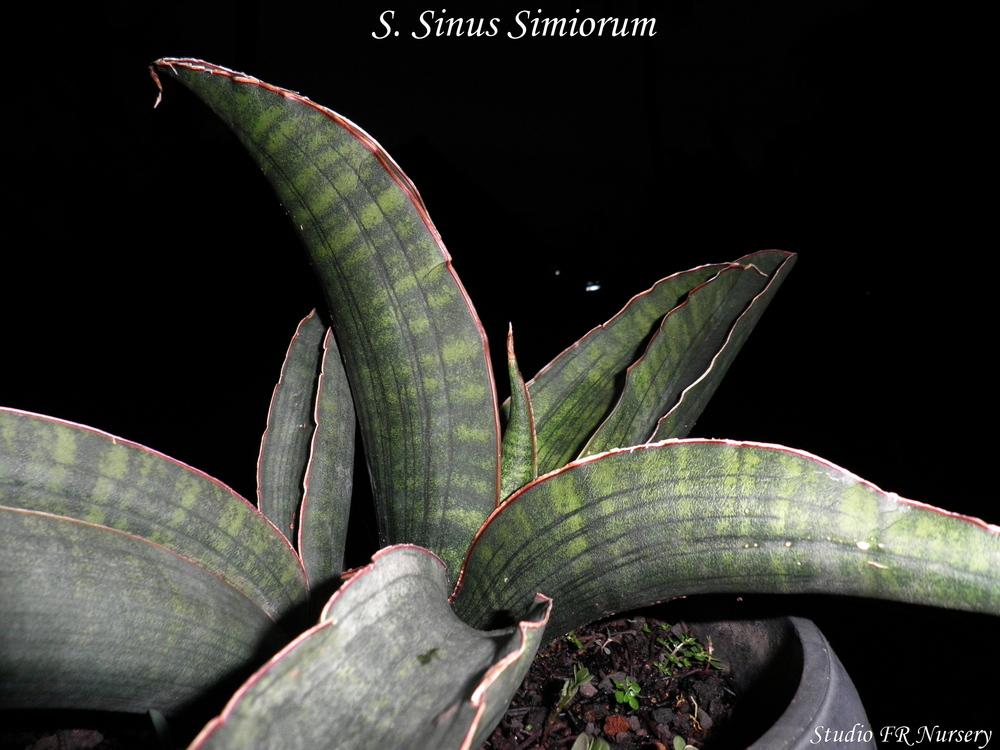 Photo of Snake Plant (Dracaena sinus-simiorum) uploaded by STUDIOFRNursery