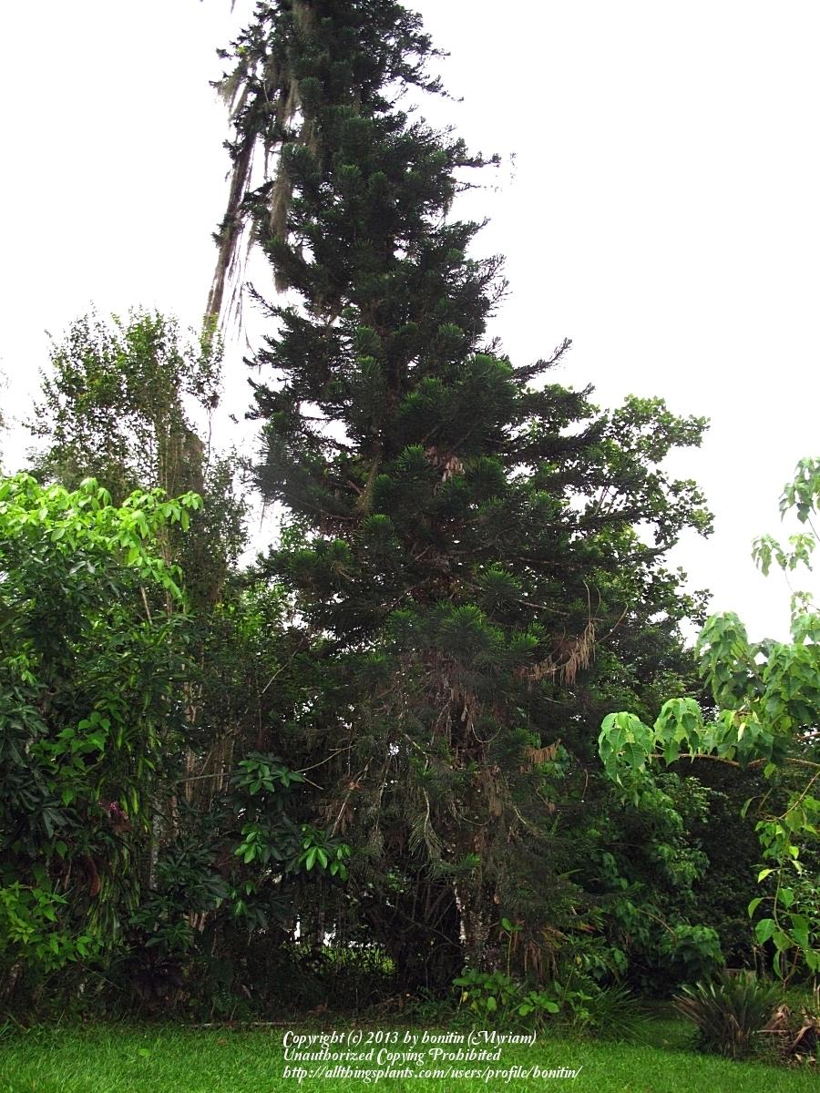 Photo of New Caledonian Pine (Araucaria columnaris) uploaded by bonitin