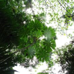 Location: Rainforest, Paraty, Brazil
Date: 2010-01-19