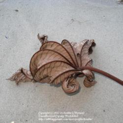 Location: Rainforest, Paraty, Brazil
Date: 2010-02-05
Dead leaf on the beach.
