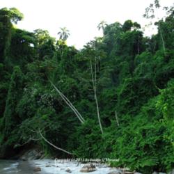 Location: Rainforest, Paraty, Brazil
Date: 2010-02-05