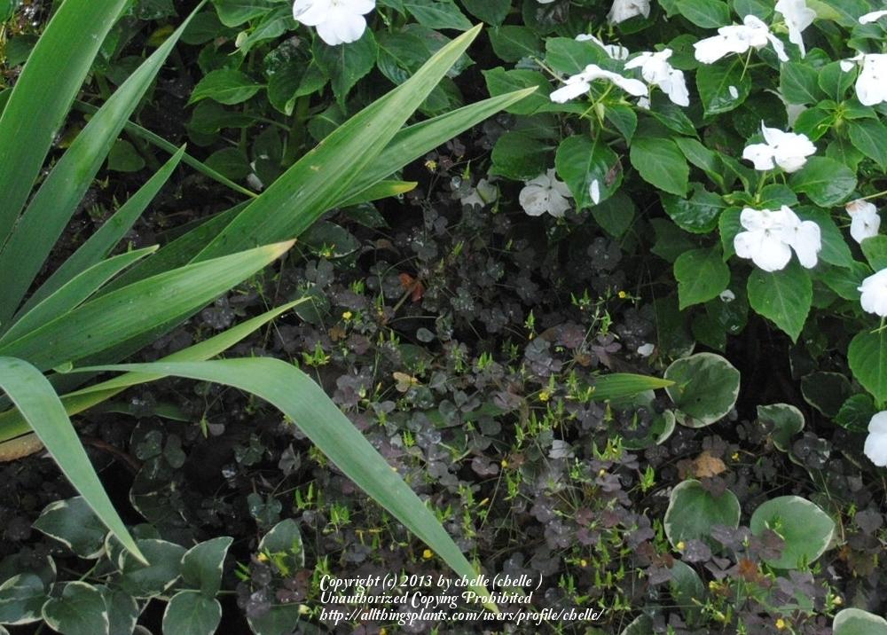 Photo of Creeping Wood Sorrel (Oxalis corniculata) uploaded by chelle