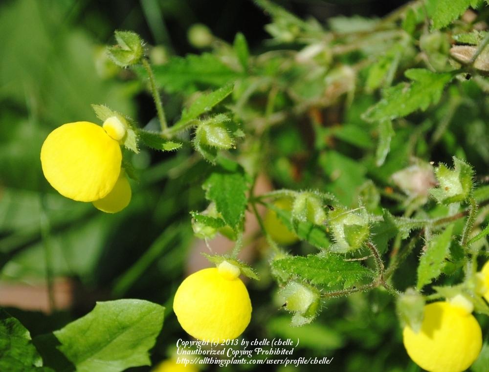 Photo of Slipper Flower (Calceolaria mexicana) uploaded by chelle
