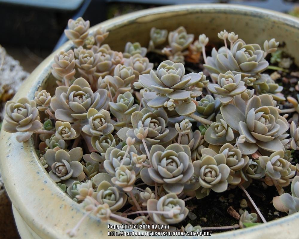 Photo of Dunce's Cap (Orostachys iwarenge) uploaded by valleylynn