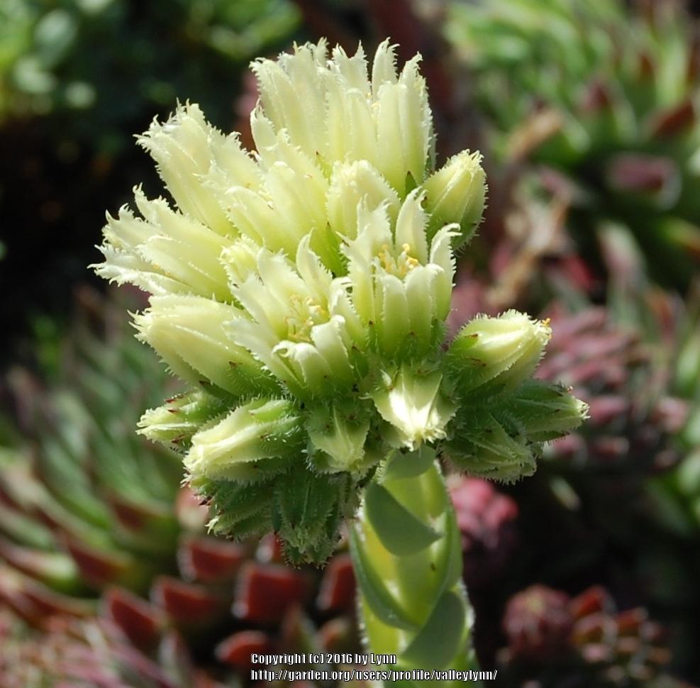 Photo of Rollers (Sempervivum globiferum subsp. hirtum) uploaded by valleylynn