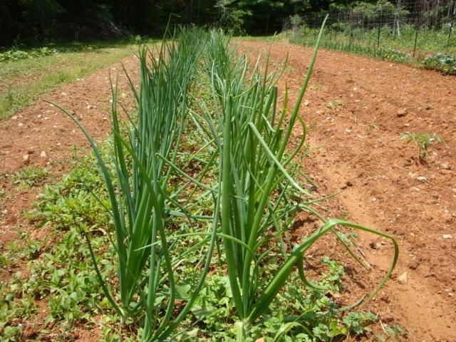 Photo of Garden Onion (Allium cepa 'Candy') uploaded by Horseshoe