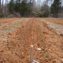 Location: MoonDance Farm, NC
Date: 2011-02-28
A double row of newly set out Candy onions.