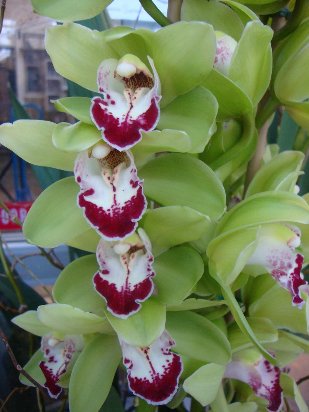 Photo of Orchid (Cymbidium) uploaded by Paul2032