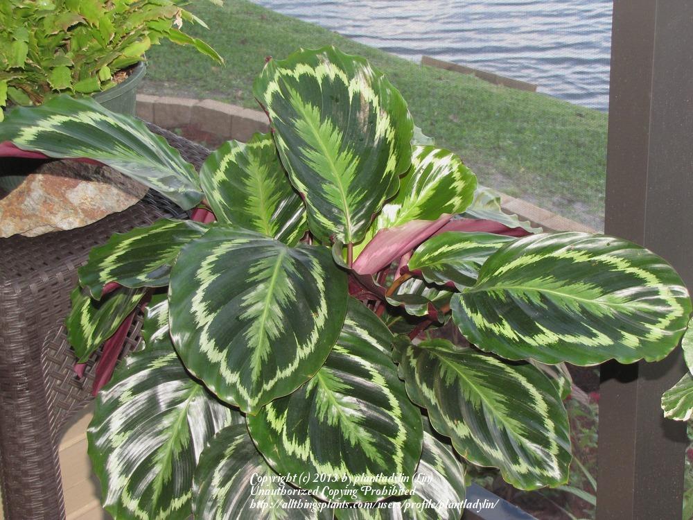 Photo of Rose Painted Calathea (Goeppertia roseopicta) uploaded by plantladylin