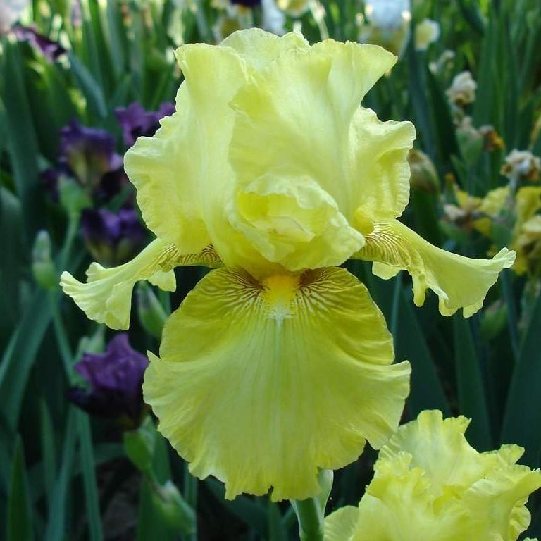 Photo of Tall Bearded Iris (Iris 'Maid of Orleans') uploaded by Misawa77