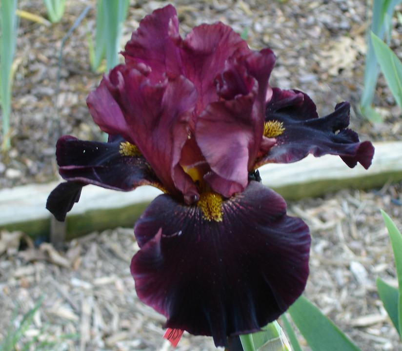 Photo of Tall Bearded Iris (Iris 'Prince Igor') uploaded by Misawa77