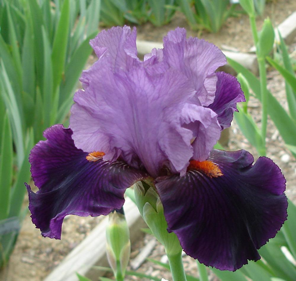 Photo of Tall Bearded Iris (Iris 'Topkapi') uploaded by Misawa77