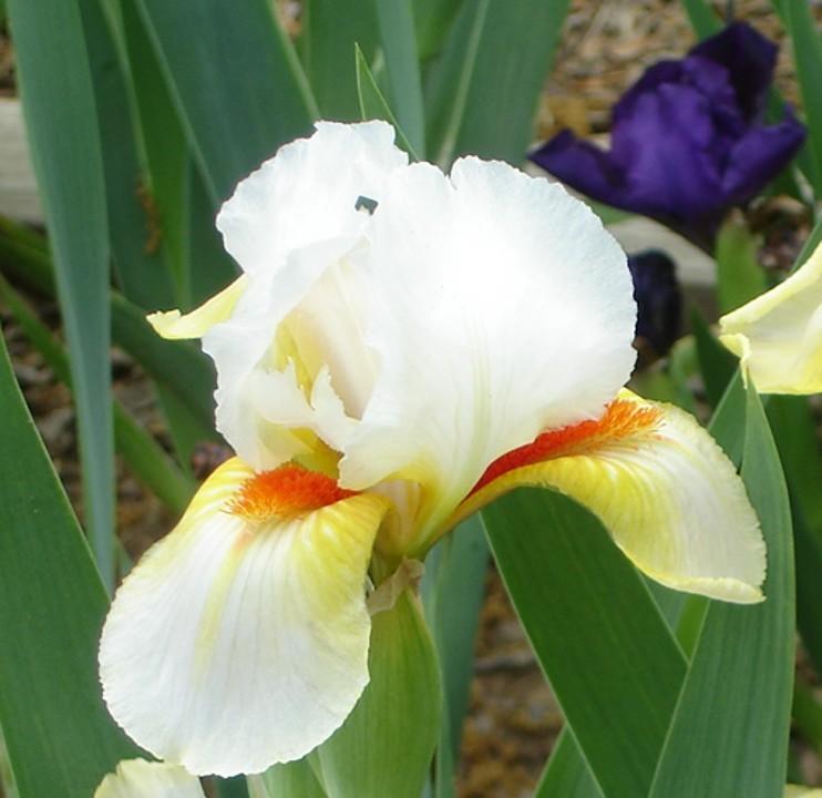 Photo of Standard Dwarf Bearded Iris (Iris 'Send in the Clowns') uploaded by Misawa77