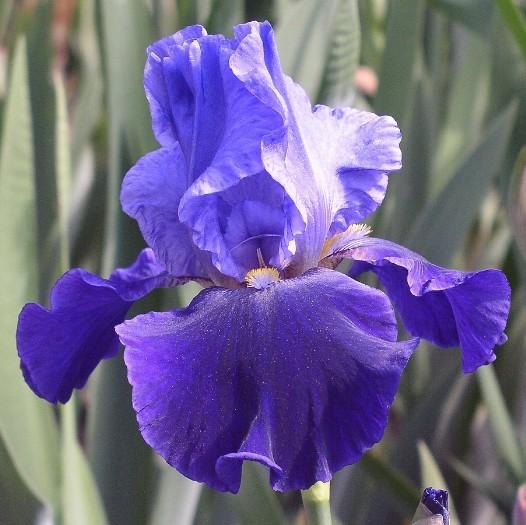Photo of Tall Bearded Iris (Iris 'Ranks of Blue') uploaded by Misawa77