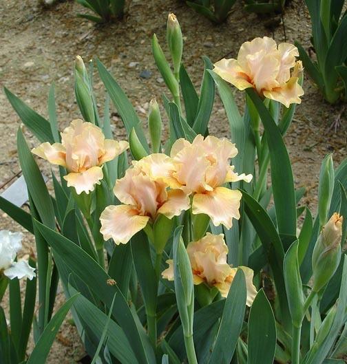 Photo of Standard Dwarf Bearded Iris (Iris 'Bradán Eolais') uploaded by Misawa77