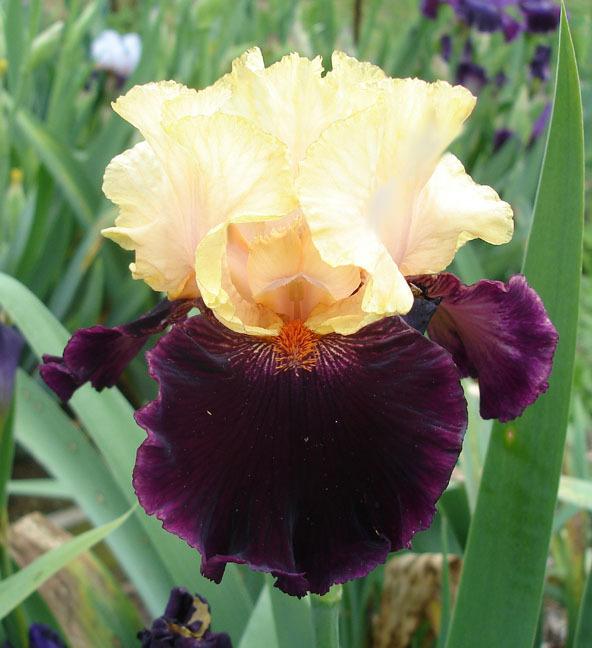 Photo of Tall Bearded Iris (Iris 'La Cumparsita') uploaded by Misawa77