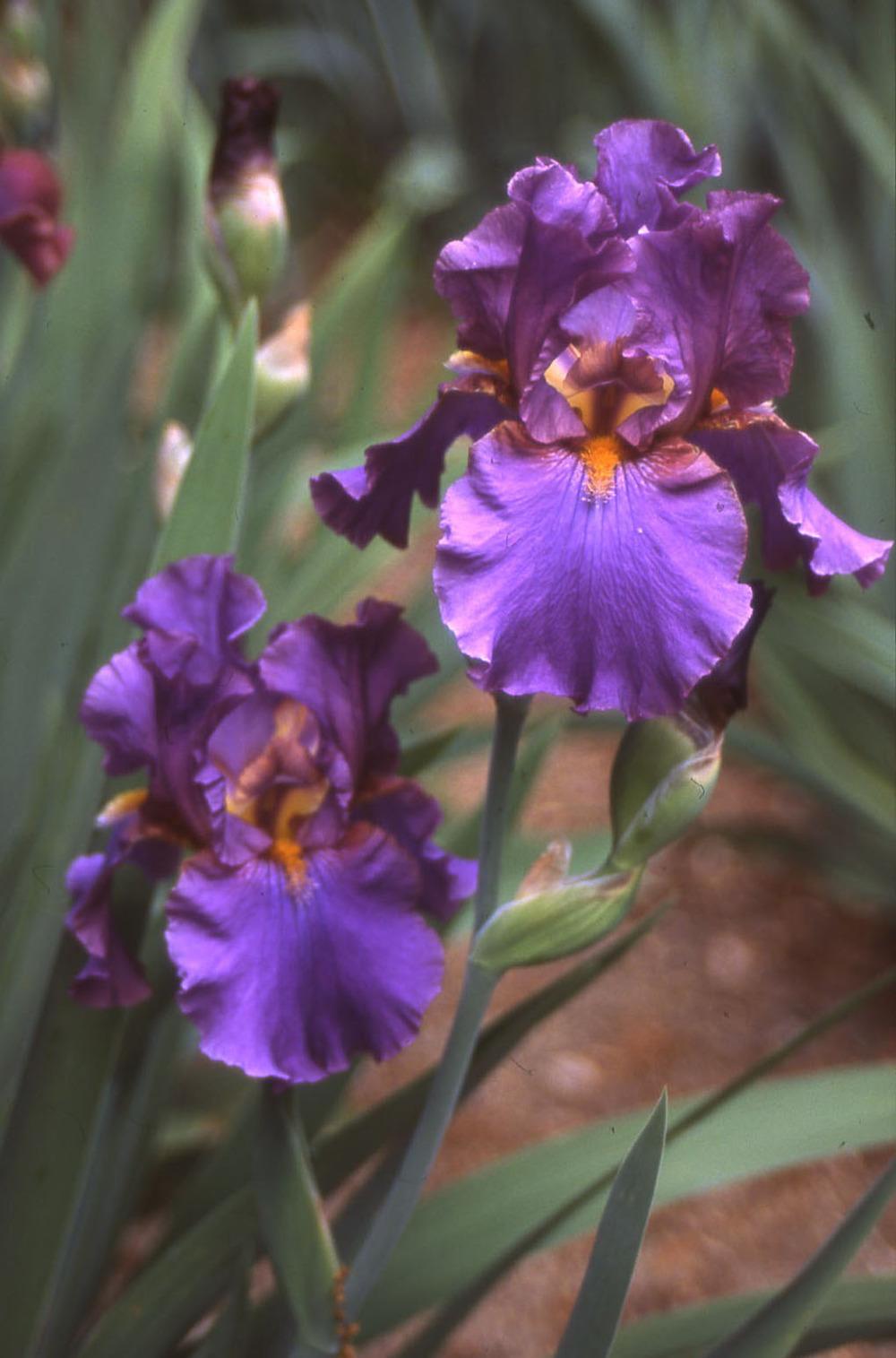 Photo of Tall Bearded Iris (Iris 'Alleluia') uploaded by Misawa77