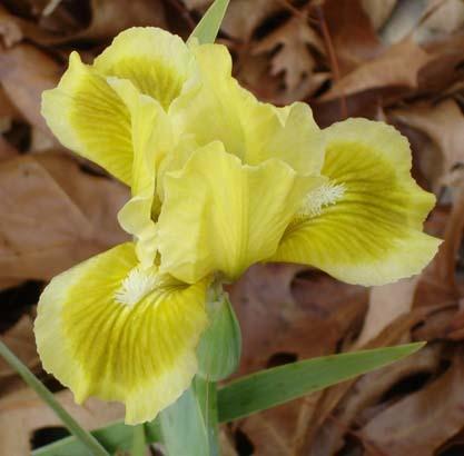 Photo of Standard Dwarf Bearded Iris (Iris 'Hello Again') uploaded by Misawa77