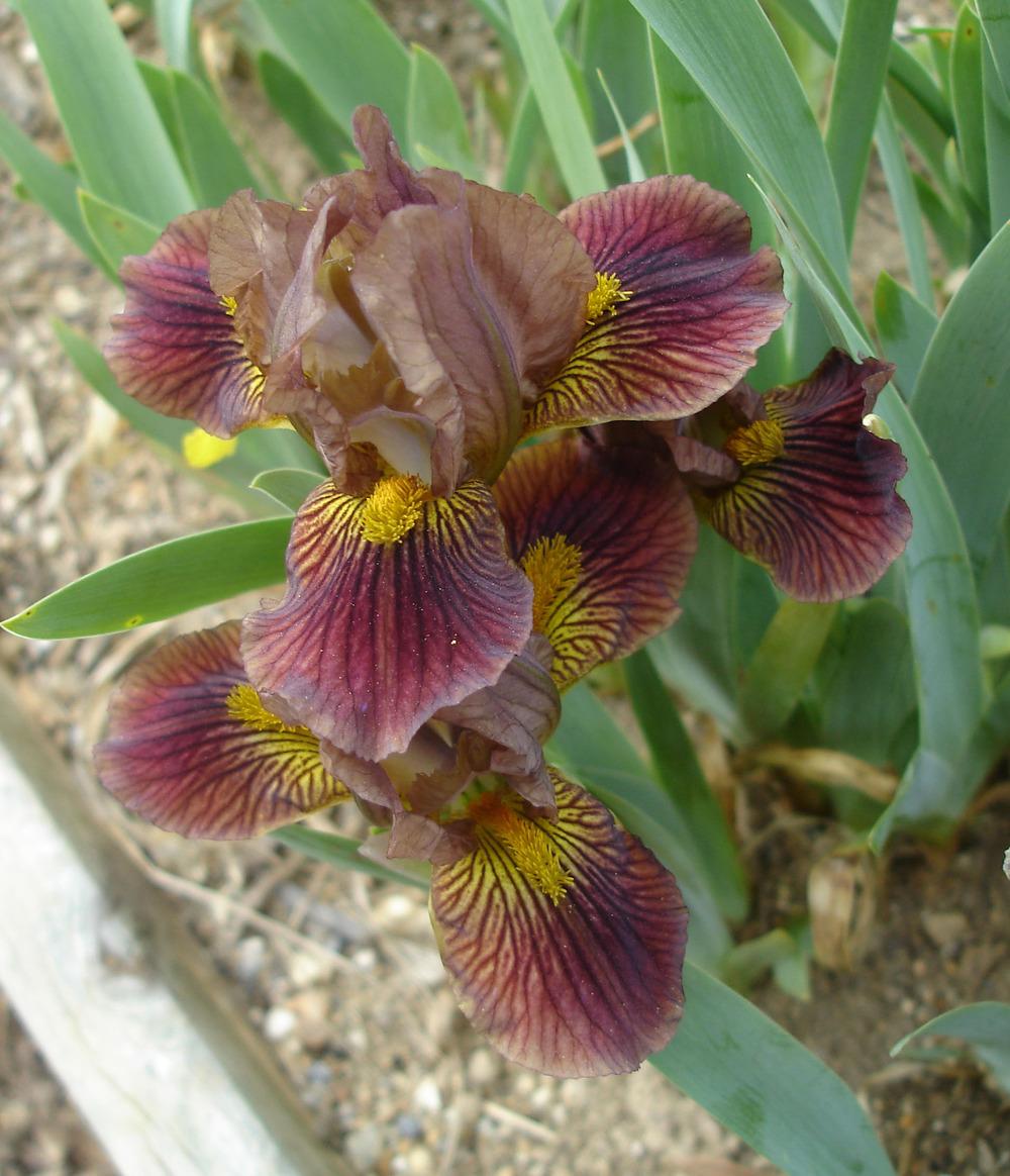 Photo of Standard Dwarf Bearded Iris (Iris 'Droll Troll') uploaded by Misawa77