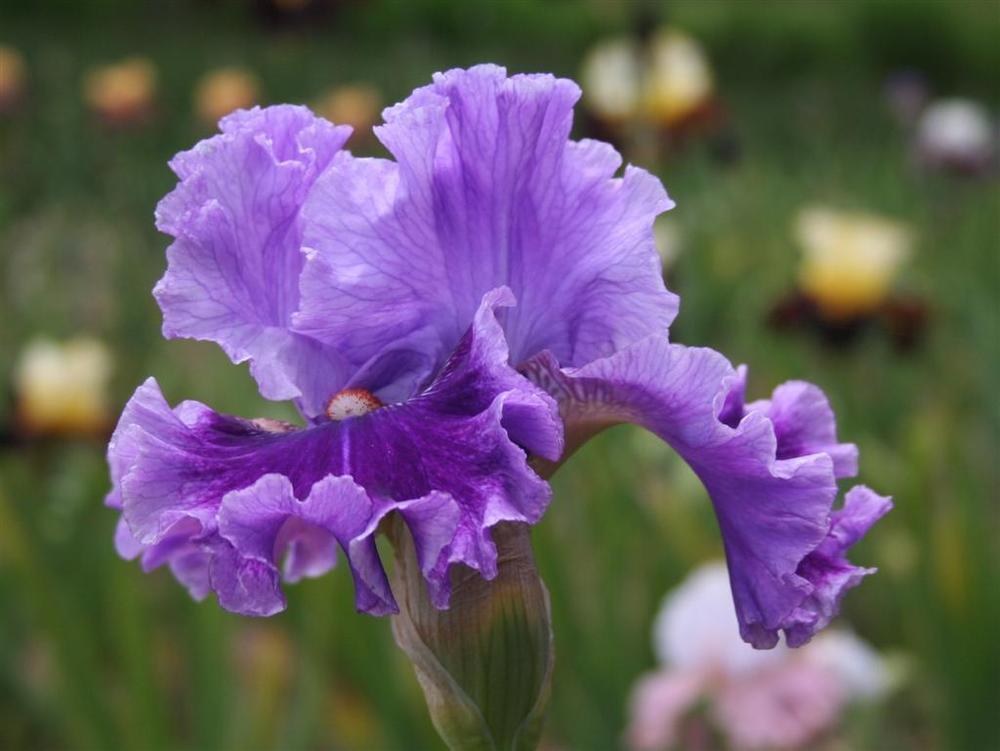 Photo of Tall Bearded Iris (Iris 'Glad All Over') uploaded by KentPfeiffer