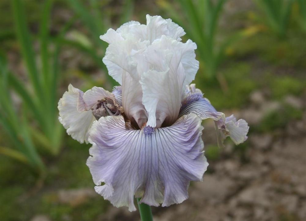 Photo of Tall Bearded Iris (Iris 'Haunted Heart') uploaded by KentPfeiffer