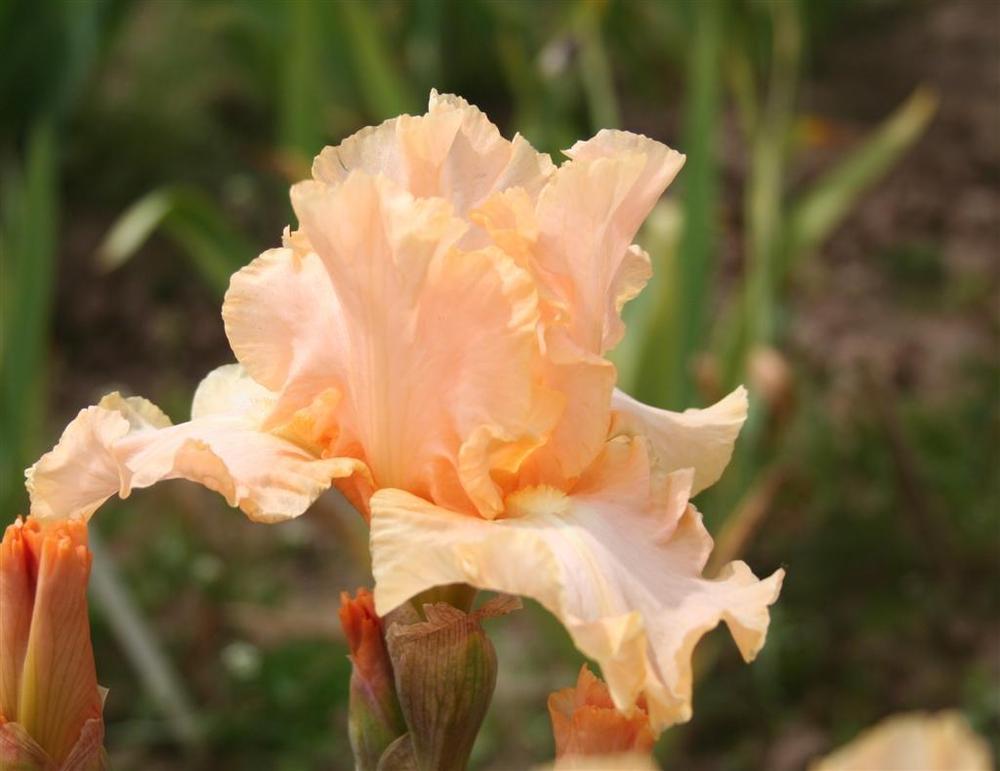 Photo of Tall Bearded Iris (Iris 'Clear Choice') uploaded by KentPfeiffer