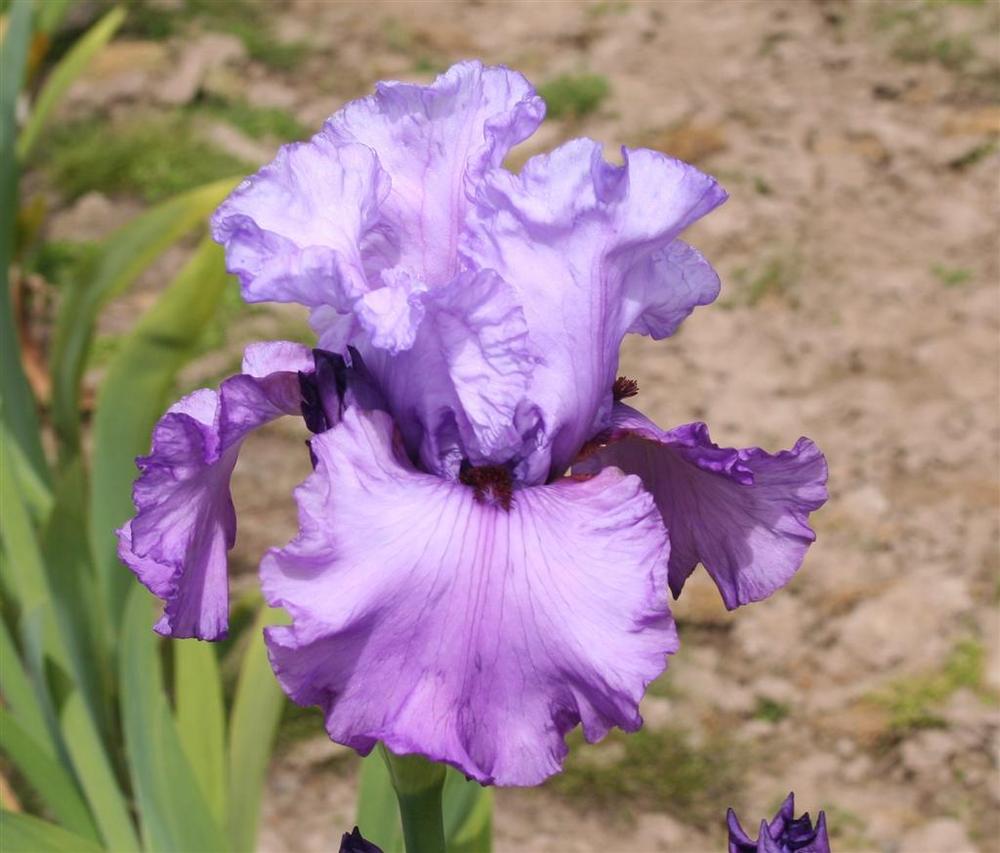 Photo of Tall Bearded Iris (Iris 'Chocolates and Silk') uploaded by KentPfeiffer