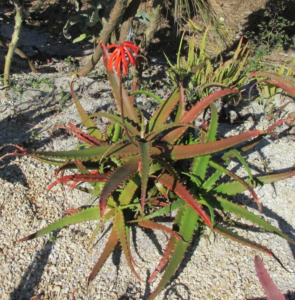 Photo of Cameron's Ruwari Aloe (Aloe cameronii) uploaded by Dutchlady1