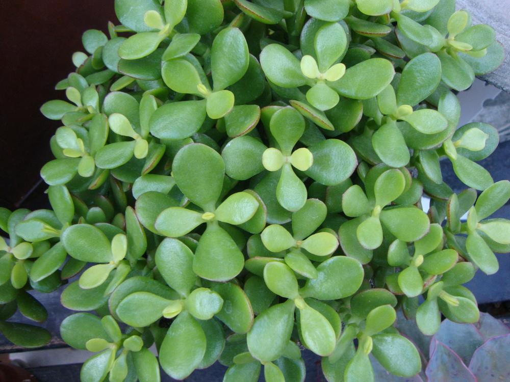 Photo of Jade Plant (Crassula ovata) uploaded by Paul2032