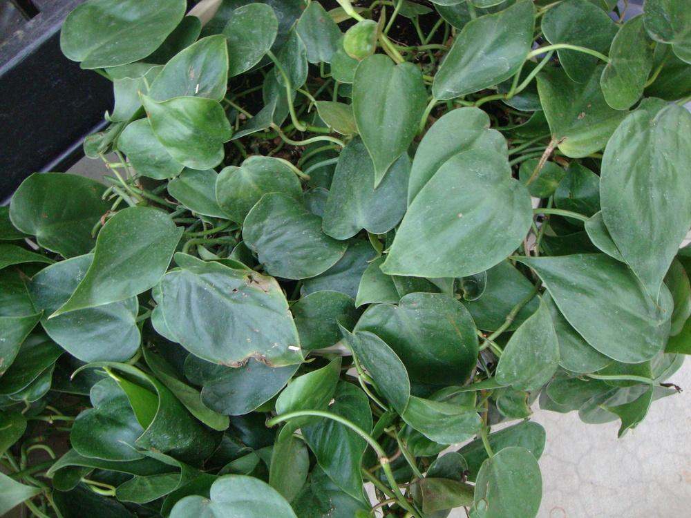 Photo of Heart Leaf Philodendron (Philodendron hederaceum var. oxycardium) uploaded by Paul2032