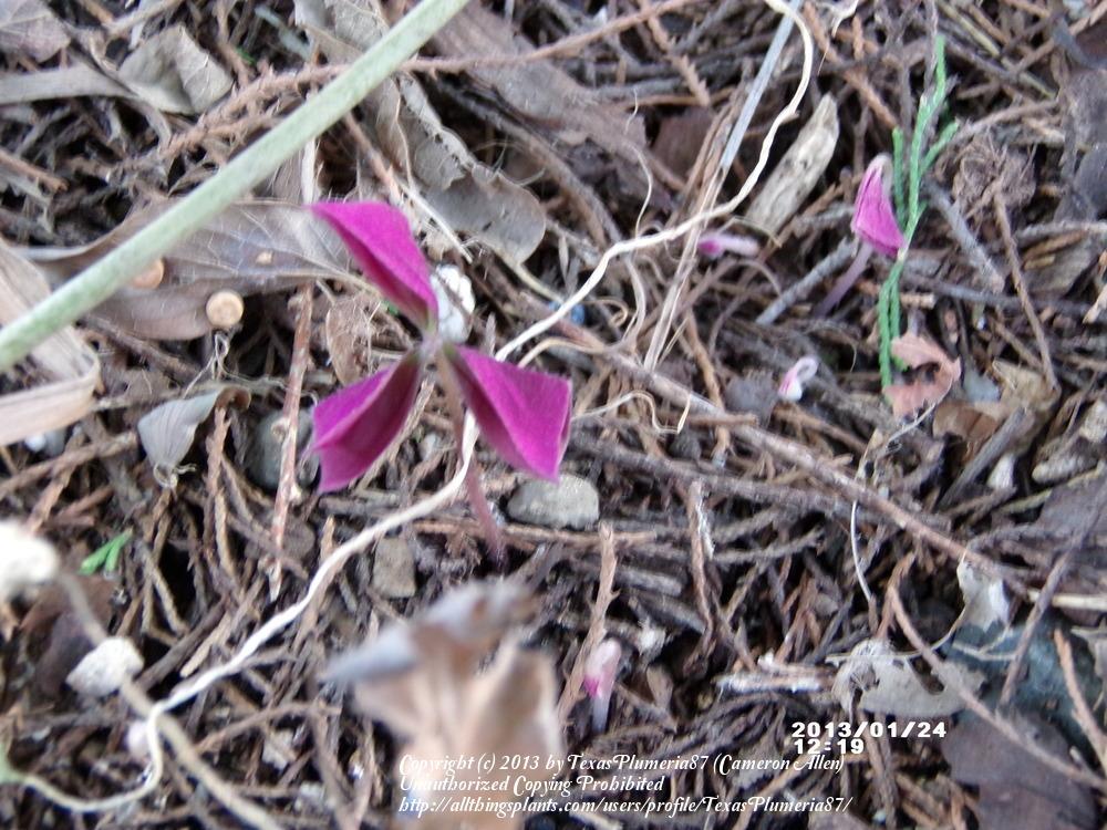 Photo of Purple Shamrock (Oxalis triangularis) uploaded by TexasPlumeria87