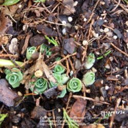 Location: Plano, TX
Date: 2013-01-24
Newly emerging plants