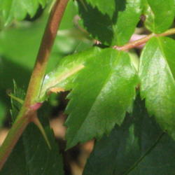 Location: Calgary
Date: 2012-07-13
Location of thorns and leaf shape
