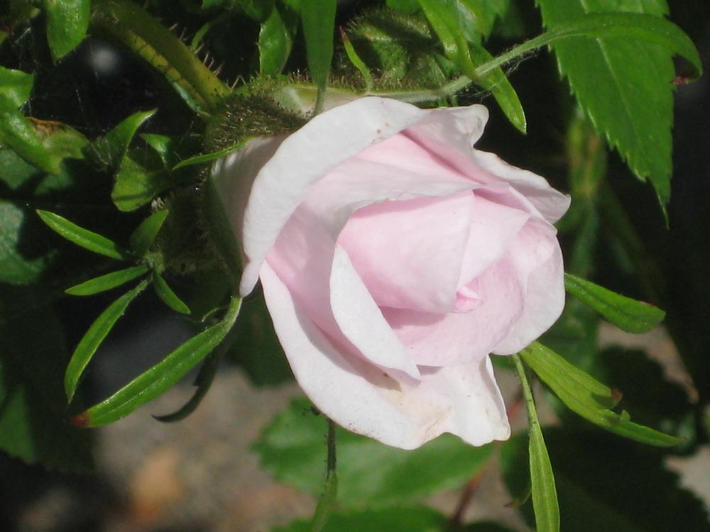 Photo of Virginia Rose (Rosa virginiana) uploaded by dorab