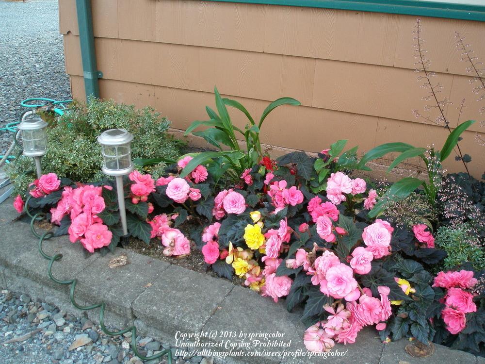Photo of Tuberous Begonia (Begonia x tuberhybrida Nonstop™ Mocca Pink) uploaded by springcolor
