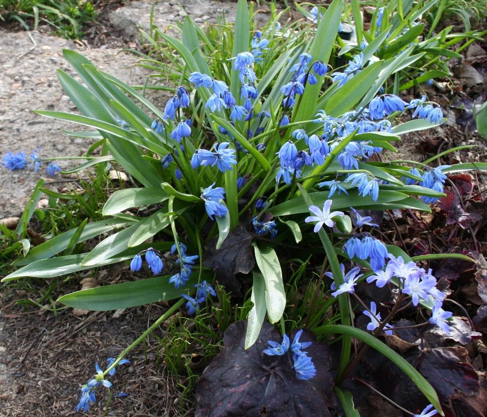 Photo of Siberian Squill (Scilla siberica) uploaded by 4susiesjoy