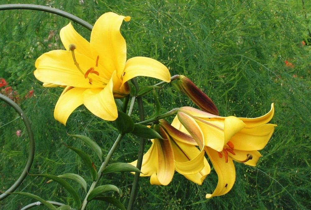Photo of Lily (Lilium African Queen) uploaded by 4susiesjoy