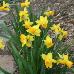 Location: My Garden
Date: 2012-04-29