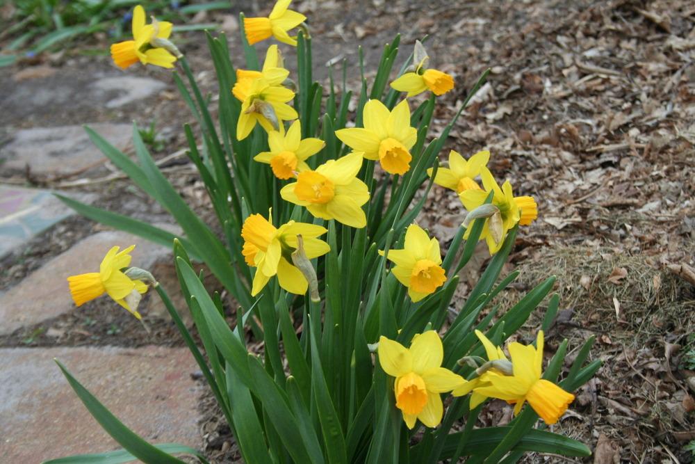 Photo of Daffodil (Narcissus 'Tete-a-Tete') uploaded by 4susiesjoy