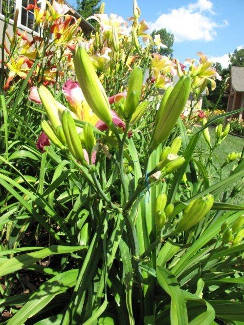 Photo of Daylily (Hemerocallis 'Confessions of a Hemaholic') uploaded by Calif_Sue