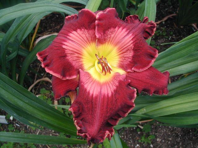Photo of Daylily (Hemerocallis 'Not Guilty') uploaded by Calif_Sue
