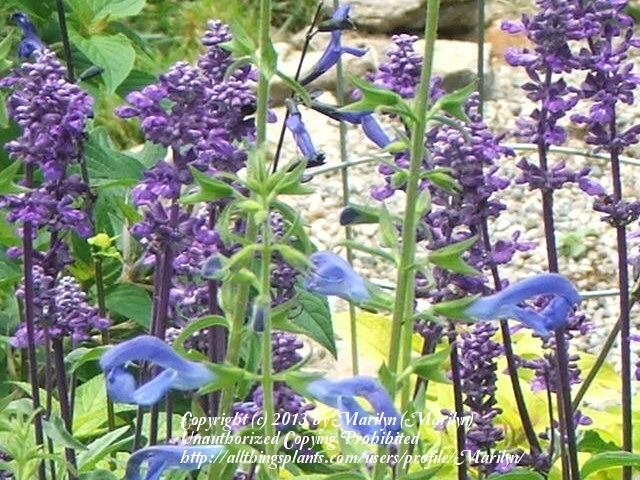 Photo of Mealy Cup Sage (Salvia farinacea 'Evolution') uploaded by Marilyn