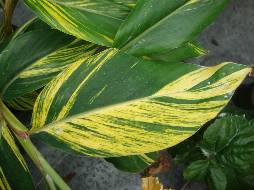 Photo of Variegated Shell Ginger (Alpinia zerumbet 'Variegata') uploaded by Paul2032