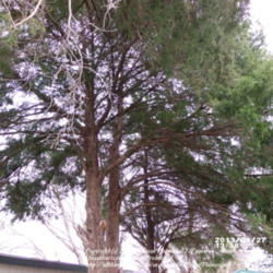 Location: Plano, TX
Date: 2013-01-27
Two mountain cedar trees in my yard