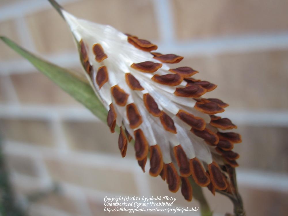 Photo of Tropical Milkweed (Asclepias curassavica) uploaded by piksihk