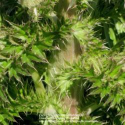 Location: Merritt Island, Florida
Date: 2013-01-26 
Thick, hairy stem of Cirsium horridulum (Purple Thistle)